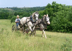 clipping_pasture_with_draft_horses